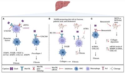 From MASH to HCC: the role of Gas6/TAM receptors